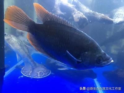 海水鱼怎么养,养观赏鱼海水鱼原生鱼得小总结