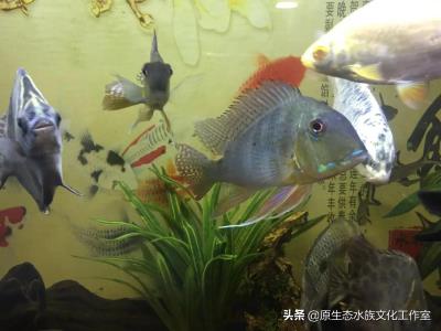 海水鱼怎么养,养观赏鱼海水鱼原生鱼得小总结