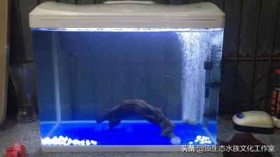 海水鱼怎么养,养观赏鱼海水鱼原生鱼得小总结