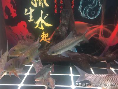 海水鱼怎么养,养观赏鱼海水鱼原生鱼得小总结