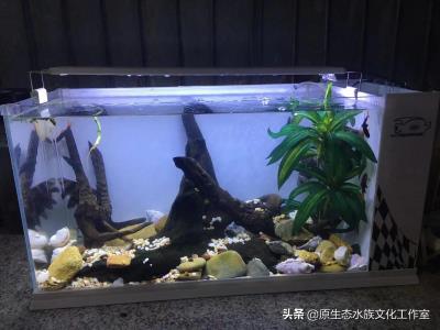 海水鱼怎么养,养观赏鱼海水鱼原生鱼得小总结