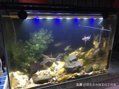 海水鱼怎么养,养观赏鱼海水鱼原生鱼得小总结