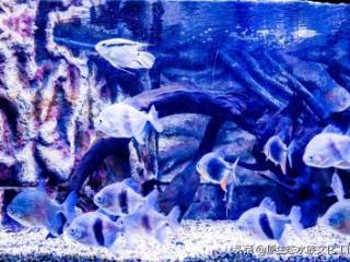海水鱼怎么养,养观赏鱼海水鱼原生鱼得小总结
