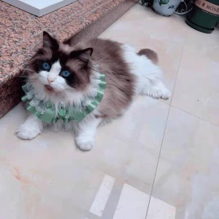 猫咪如何减肥（猫咪太胖了怎么减肥）
