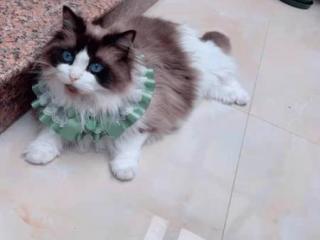 猫咪如何减肥（猫咪太胖了怎么减肥）