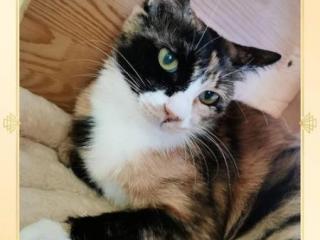猫的全技能（猫有哪些技能）