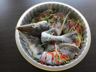 猫的食物介绍（猫的食物介绍图片）
