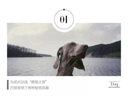 训犬手势图片大全（训犬手势图片大全集）