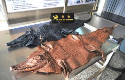 鳄鱼每次称霸都被地球破坏,每次在马上称霸时被地球针对