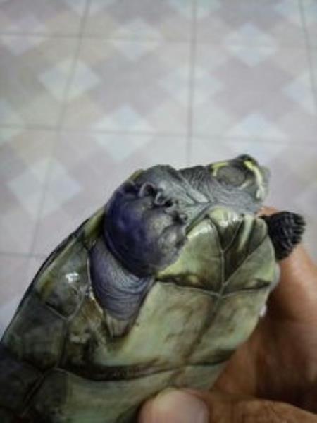 黄头侧颈龟水肿的治疗方法（黄头侧颈龟水肿的治疗方法视频）