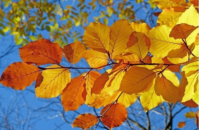autumn是什么意思(autumn是什么意思中文)