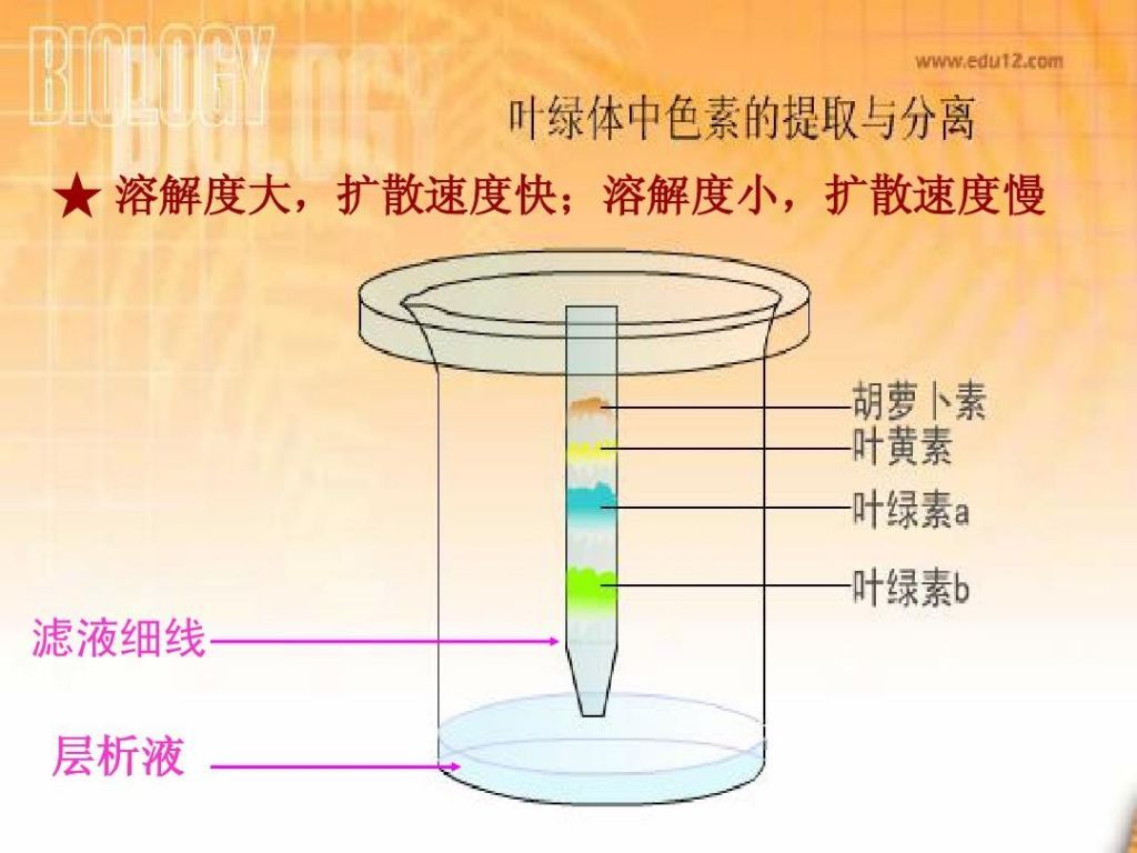 层析液在哪(纸层析法分离叶绿素)