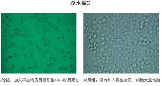 在哪买细胞系的简单介绍