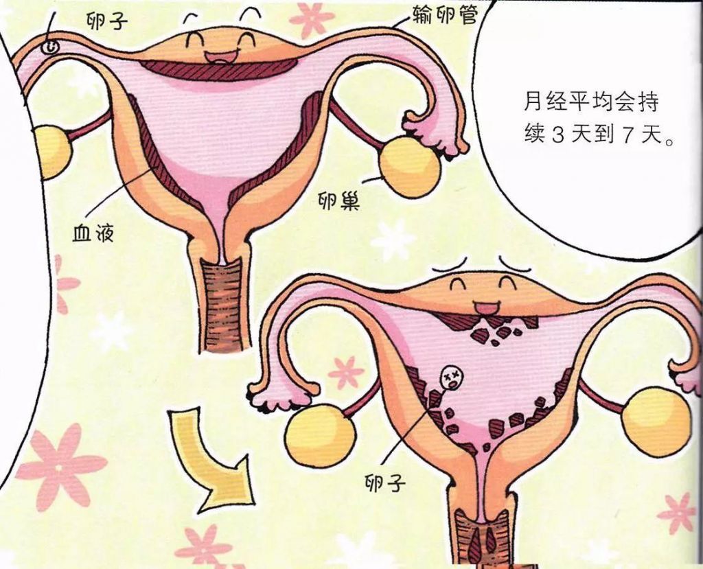 子宫内膜增厚的按摩(子宫内膜增厚的症状表现有哪些)