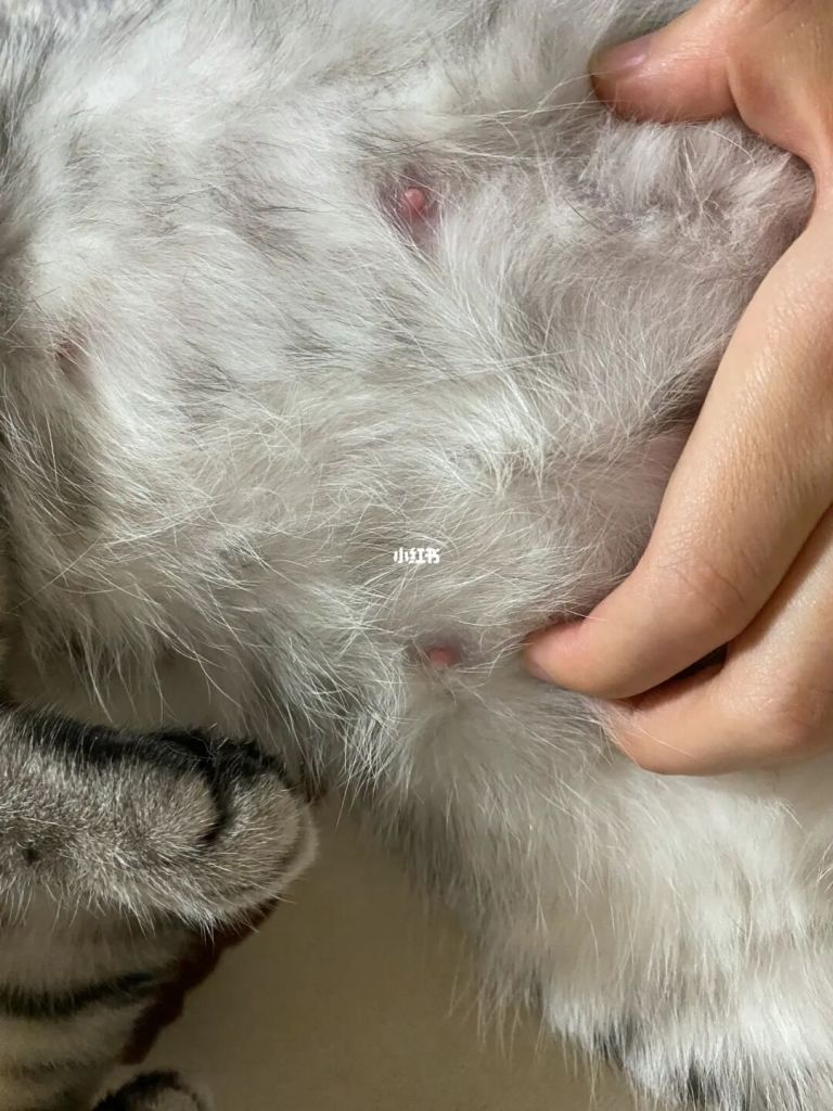 猫咪可能怀孕了(怀孕可以养猫咪么)
