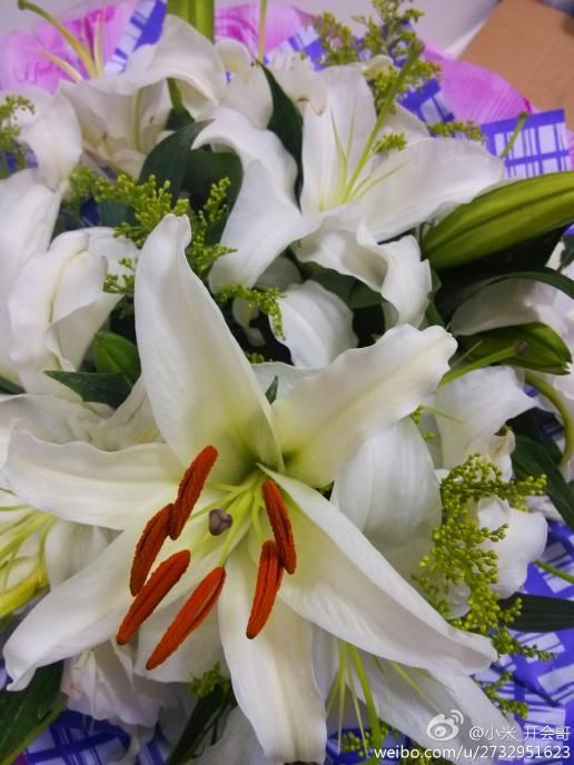 百合花代表什么意思(送女朋友百合花代表什么意思)
