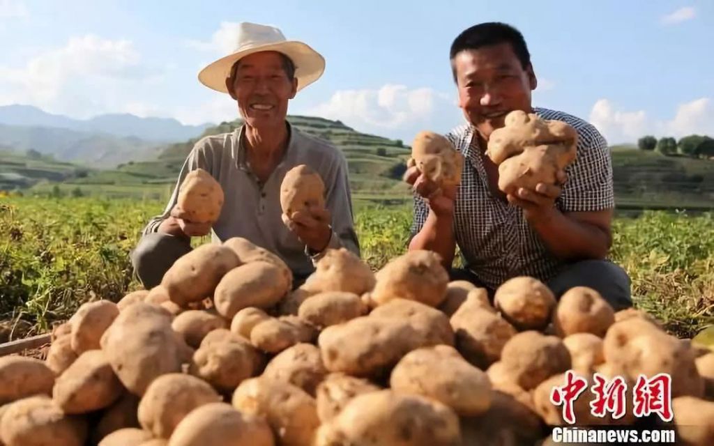 山西哪里有收土豆的(哪里有收土豆的客户或平台)