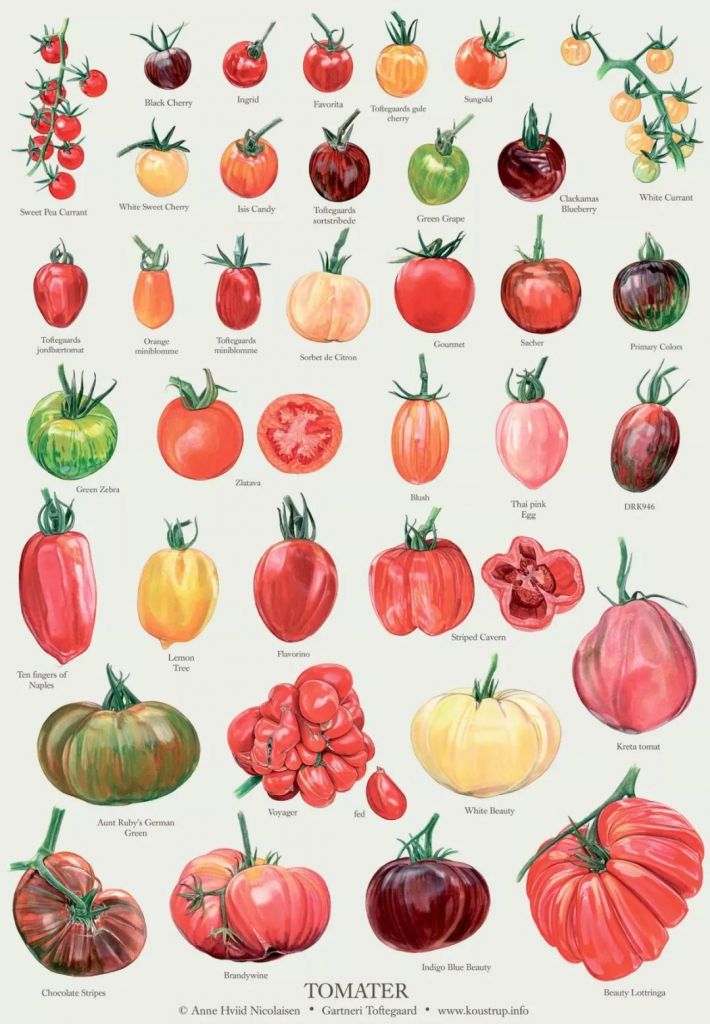 tomato是什么意思(tomato是什么意思中文)