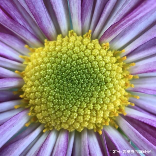 菊花什么意思(待到重阳日还来就菊花什么意思)