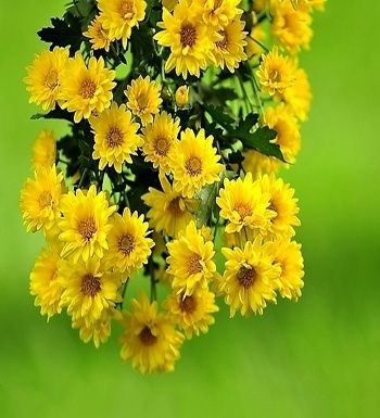 菊花什么意思(待到重阳日还来就菊花什么意思)