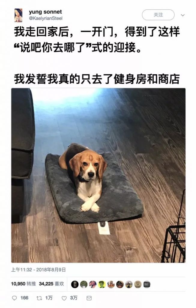 关于刚买了只狗狗的说说的信息