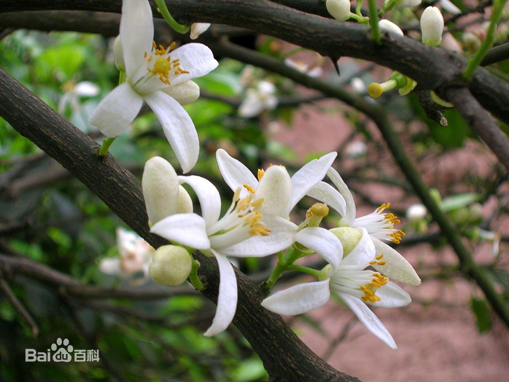 橘花长在哪(菊花长在哪里是长在树上还是长在地上)