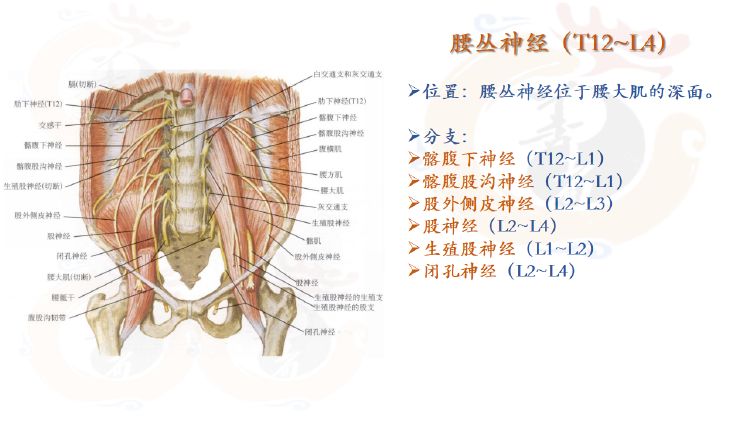 腰部神经在哪(腰椎压迫神经会引起腹部疼吗)