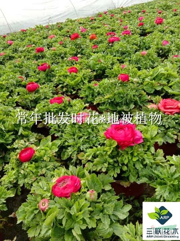 包含成都花市主要批发市场在哪里的词条