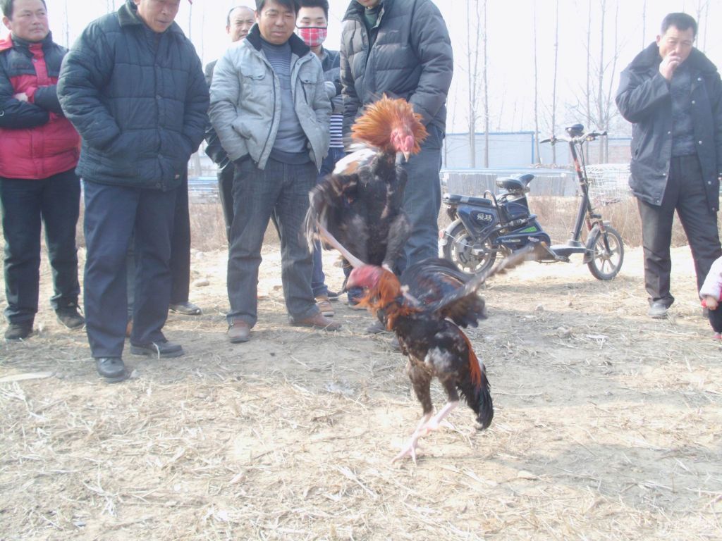 冠县狗市在哪个位置(平顶山狗市在哪个位置)