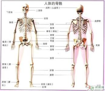 人体肾在哪个位置(浜轰綋鑲惧湪鍝釜浣嶇疆鍥剧墖)