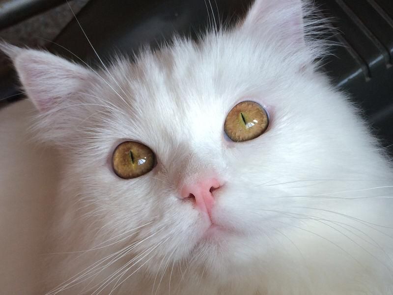 猫眼睛突然发黑(眼睛突然发黑一下又好了)