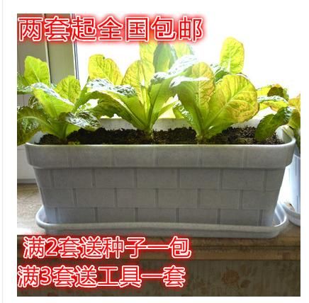 长方种菜花盆(花盆种菜为什么长不大)