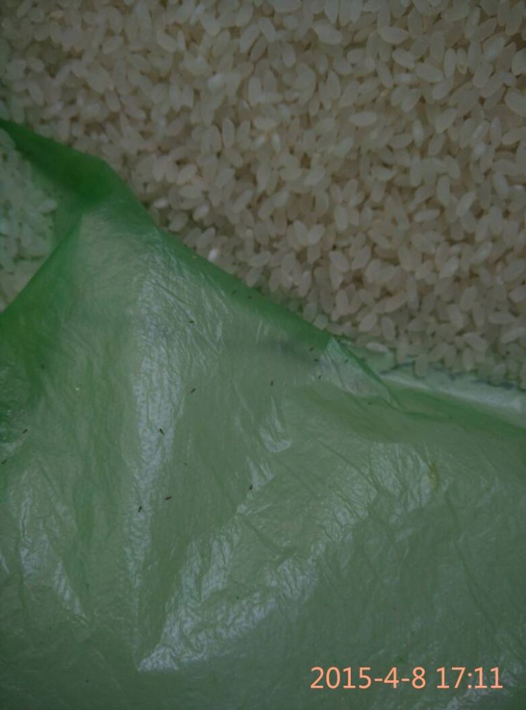 大米白色蠕虫有毒吗(大米生白色蠕虫怎么去除)