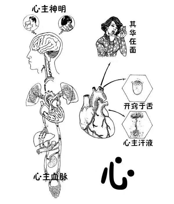心脏的心底在哪里(心脏的心底部在哪里)