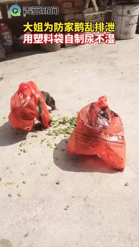 奇怪塑料袋视频(塑料袋拉枝技术视频)