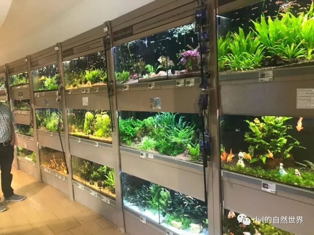 爬宠店在哪的简单介绍