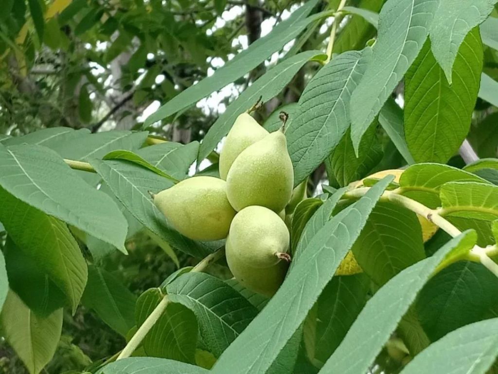 扎职在哪里看(扎职哪里可以看全部)