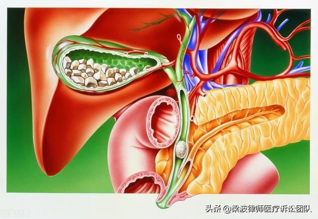 直肠在哪里图片大全(直肠在哪个位置示意图)