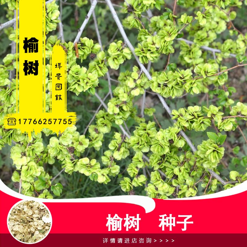 榆钱树#18(榆钱树的风水作用)