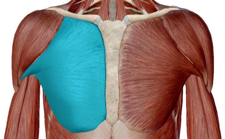 胸大肌在哪个位置(胸肋在哪个位置图片)