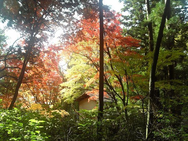 松峰山在哪里(黑龙江省松峰山在哪里)