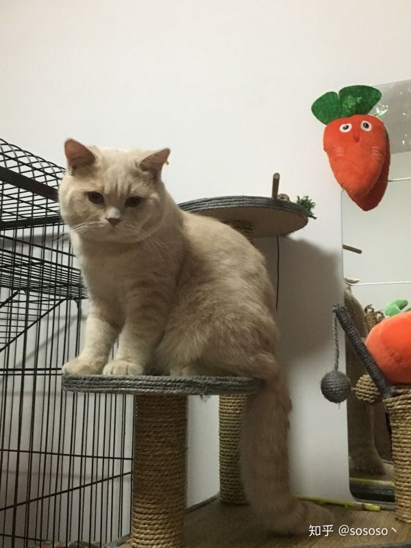养猫视频大全爆笑(养猫的视频大全视频)