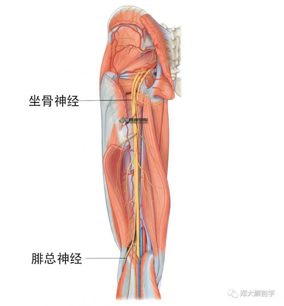 牛腓骨在哪的简单介绍