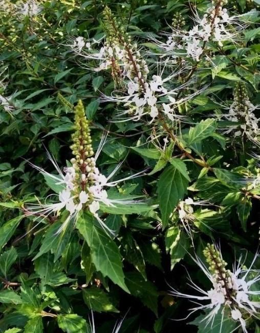 猫须草生长在哪里(猫须草一般生长在什么地方)