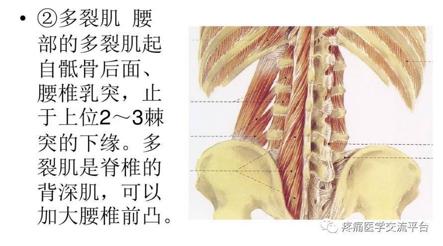 腰骶骨在哪(腰骶骨在哪个部位图片)