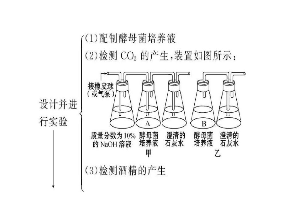 细菌在哪呼吸(猫的呼吸有细菌吗)