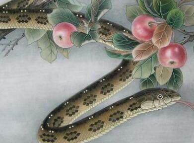 属蛇和生肖蛇(属蛇和生肖蛇有什么区别)