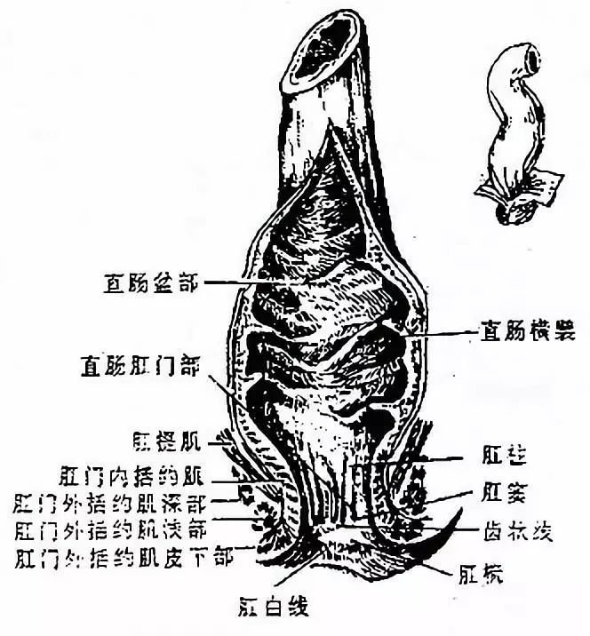 括约肌是环形的(增厚的环形括约肌)