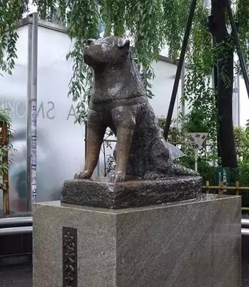 忠犬八公雕像在哪里(忠犬八公原型全部照片)