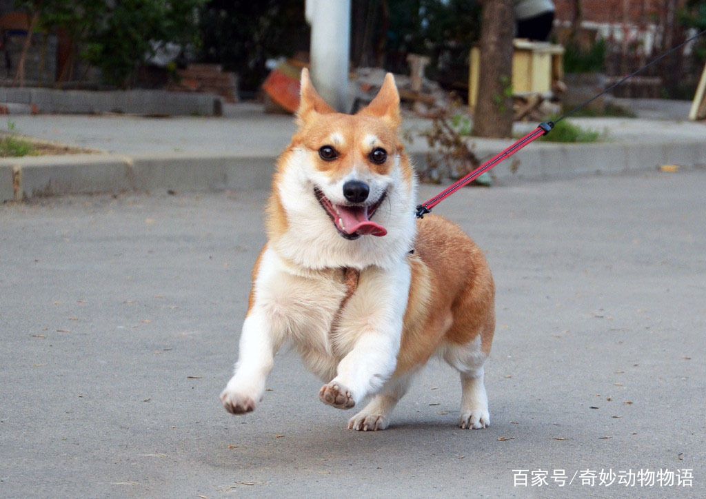 柯基后退不会走路(柯基后腿内八正常吗)